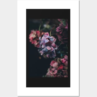 Red And Blue Hydrangea Flowers - Nature Inspired Posters and Art